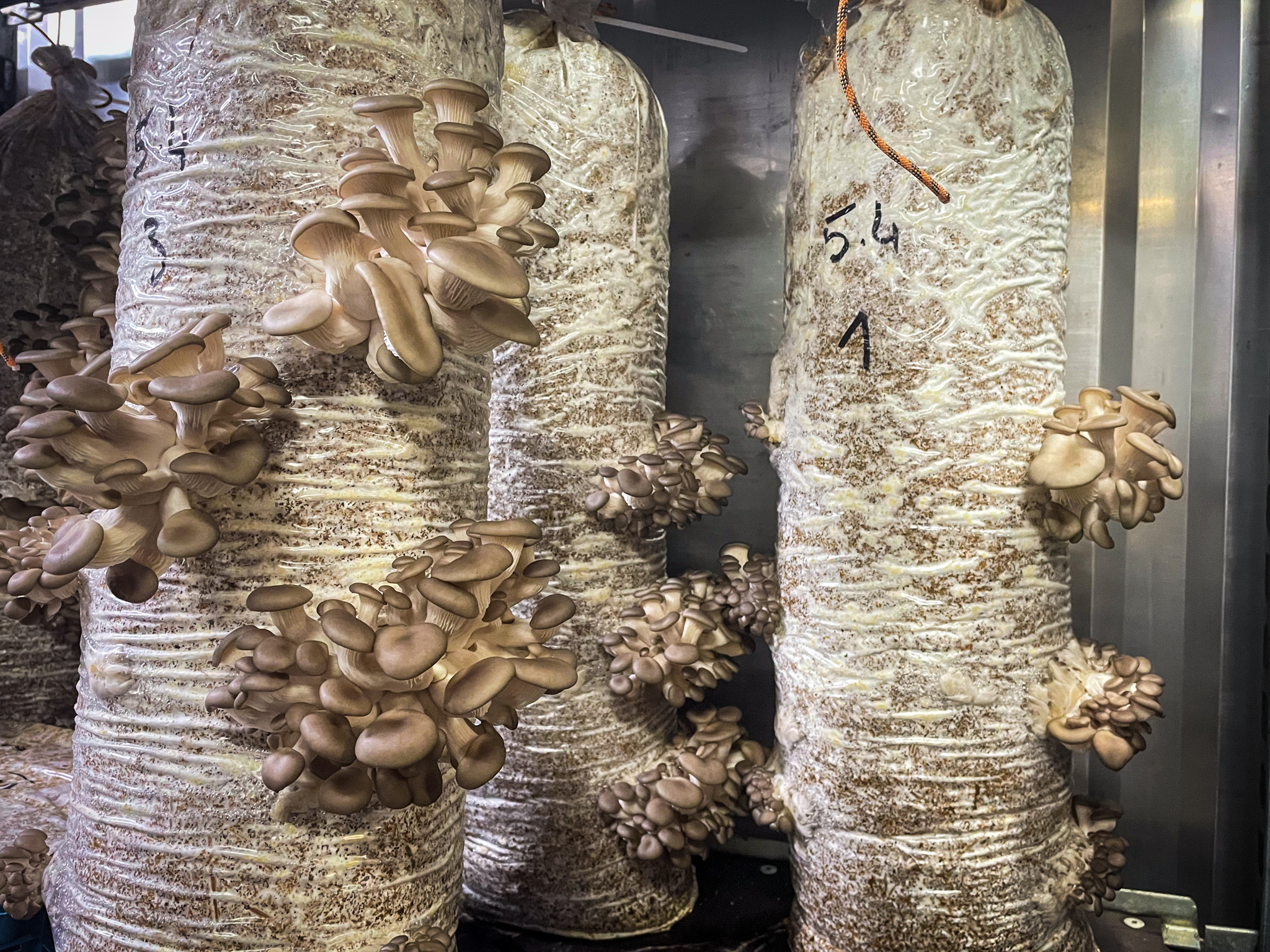 Osterivinokkaita kasvamassa merikontissa.