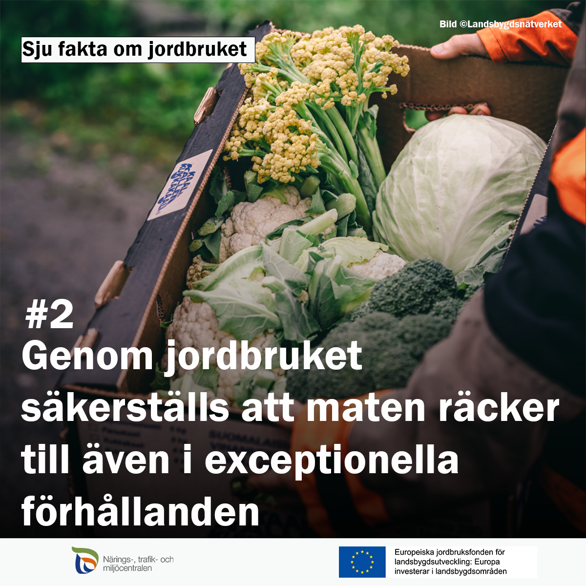 En låda med grönsaker. Text: sju fakta om jordbruket #2 Genom jordbruket säkerställs att maten räcker till även i exceptionella förhållanden.