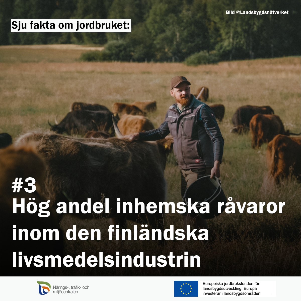 Man och highlandskossor. Text: sju fakta om jordbruket: #3: Hög andel inhemska råvaror inom den finländska livsmedelsindustrin