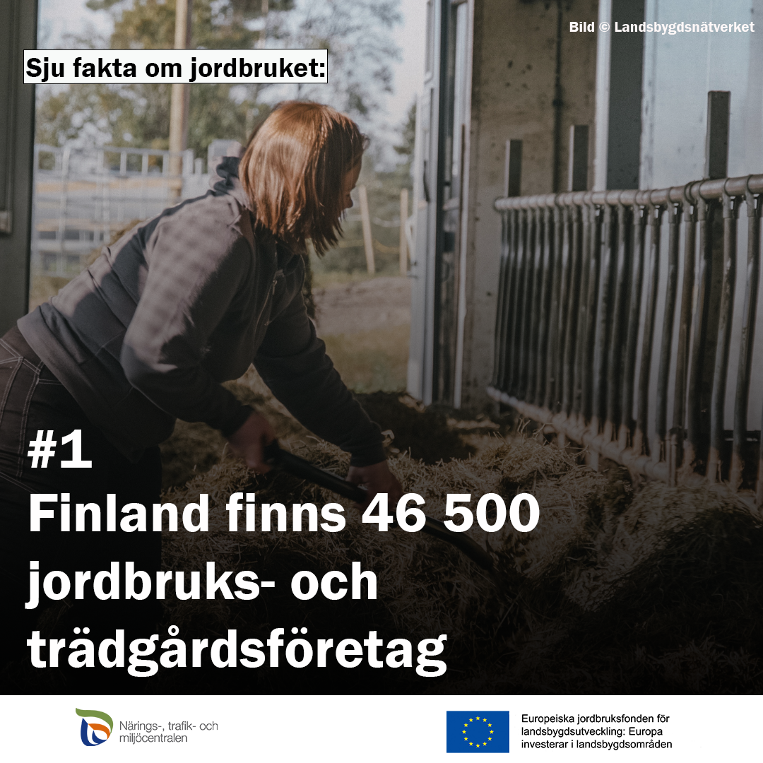 En kvinna i ladugårdsarbete. Text: sju fakta om jordbruket #1 I Finland finns 46 500 jordbruks- och trädgårdsföretag.