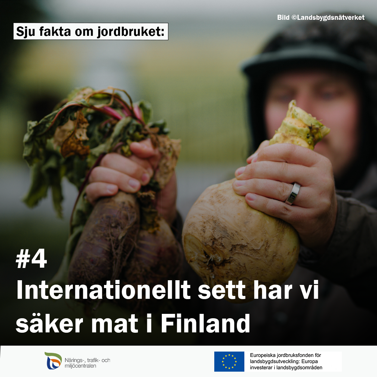 Man visar rotsaker. Text: Sju fakta om jordbruket: #4 Internationellt sett har vi säker mat i Finland