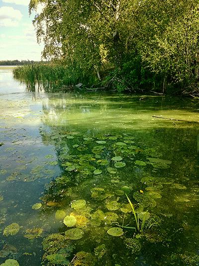 Rehevöitynyttä järven rantavettä.