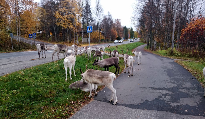 Kuvituskuva: Porot ovat vallanneet taajama-alueen ja käyskentelevät suojatien läheisyydessä.