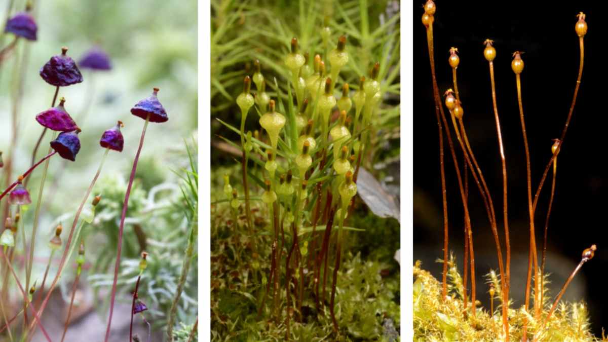 Kuva: Punasompasammal (kuva: Esa Ervasti), päärynäsompasammal (Kuva: © laji.fi, Jouko Rikkinen) ja jouhisompasammal (Kuva: © laji.fi, Jouko Rikkinen).