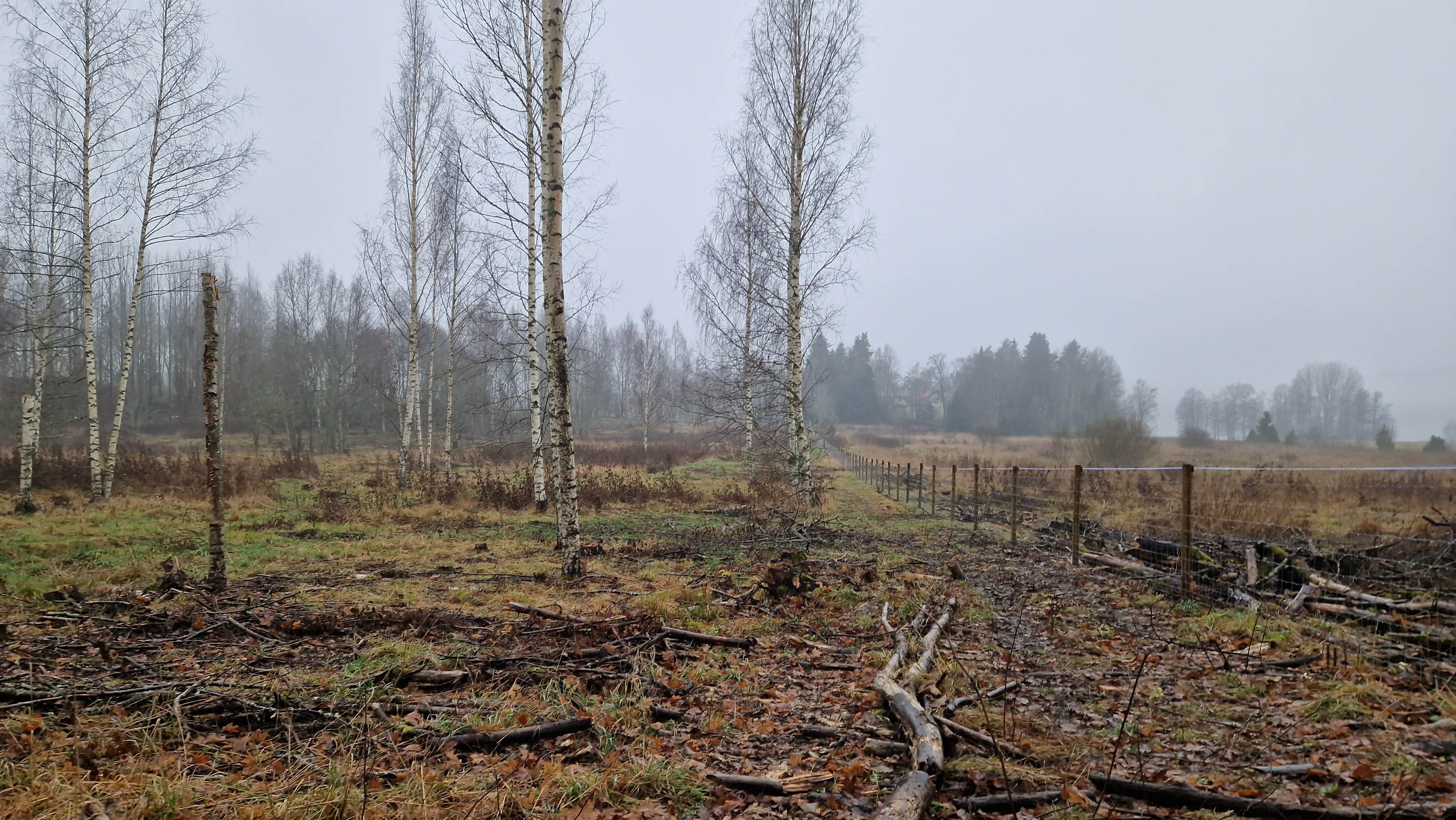 Helmi-ohjelman laidunhankkeessa puustoa raivattiin avoimemmaksi ja laitumen ympäri rakennettiin aita.