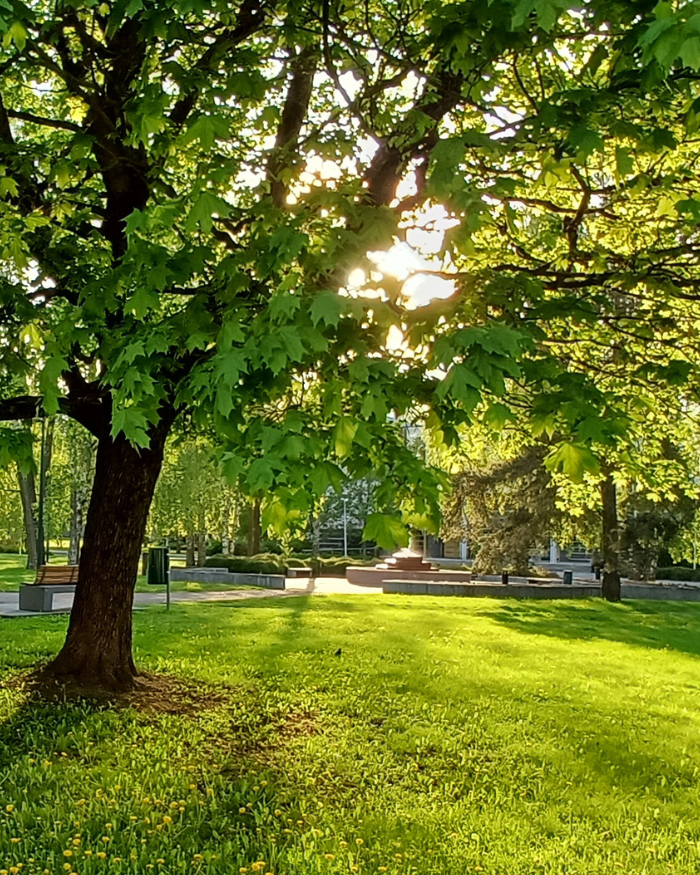 Puisto Kouvolassa.