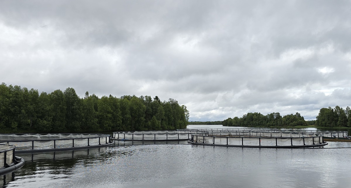 Kuvassa verkkoaltaita kalankasvatuslaitoksella.