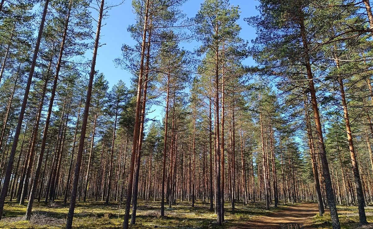 Harjualue on valtakunnallisesti arvokas ja merkittävä sekä maaperältään että eliöstöltään. Kuva: Kaisu-Leena Natunen, Pirkanmaan ELY-keskus