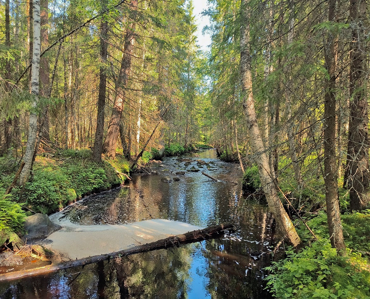 Metsän keskellä virtavesiuoma.