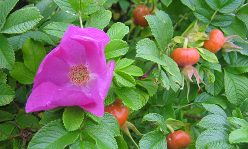 Vresrosblomma och nypon