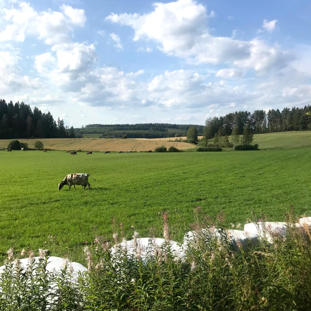 Kuva, jossa lehmiä laiduntamassa pellolla
