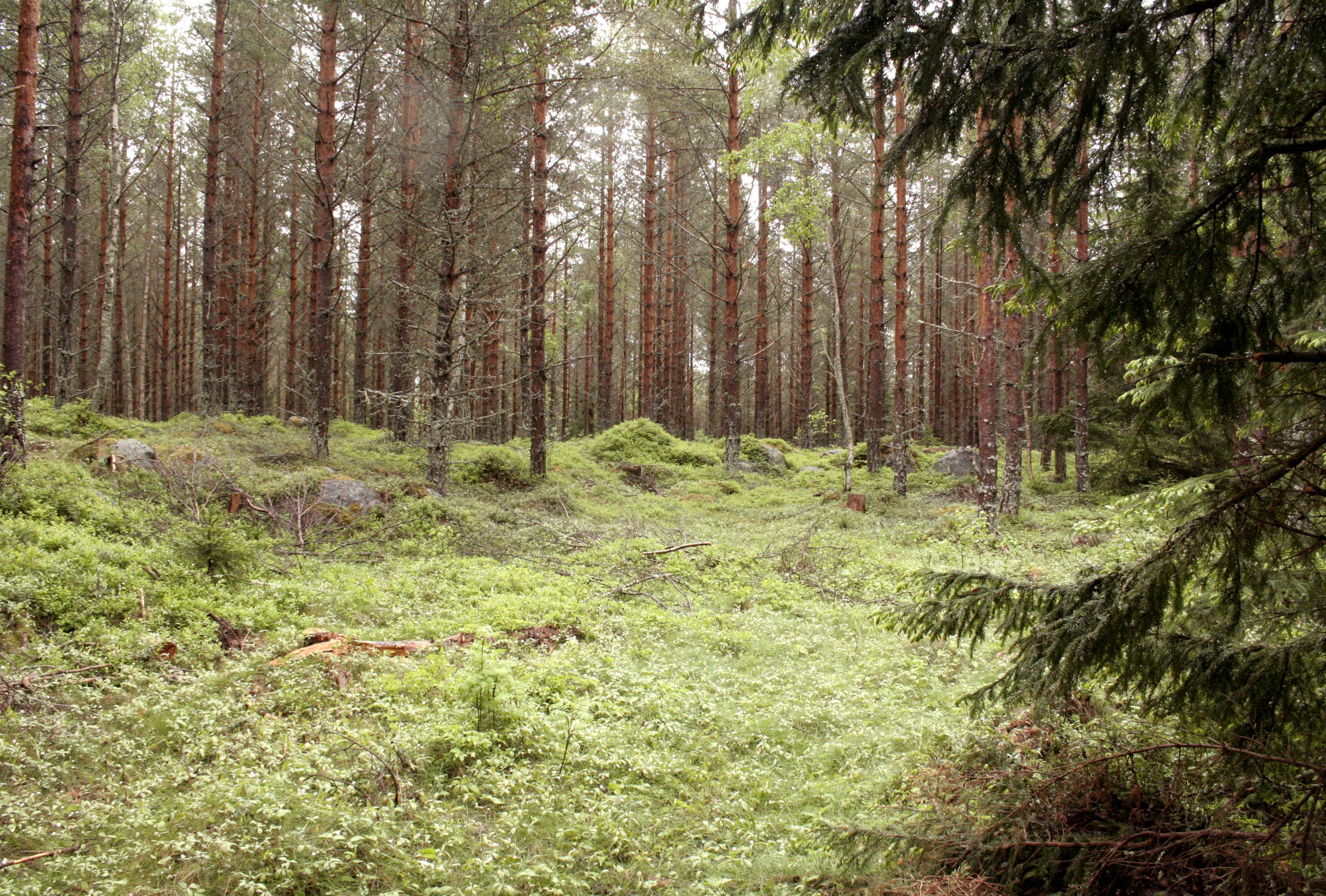 metsämaisema