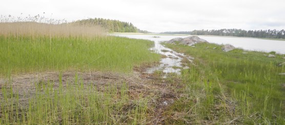 Rantaniityn koneellista niittoa hankaloittavat kivet, ojat, puusto ja pensaikko. Tällaiset alueet soveltuvatkin paremmin laidunnettavaksi.