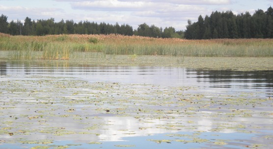  Kuvituskuva rantaruovikosta 