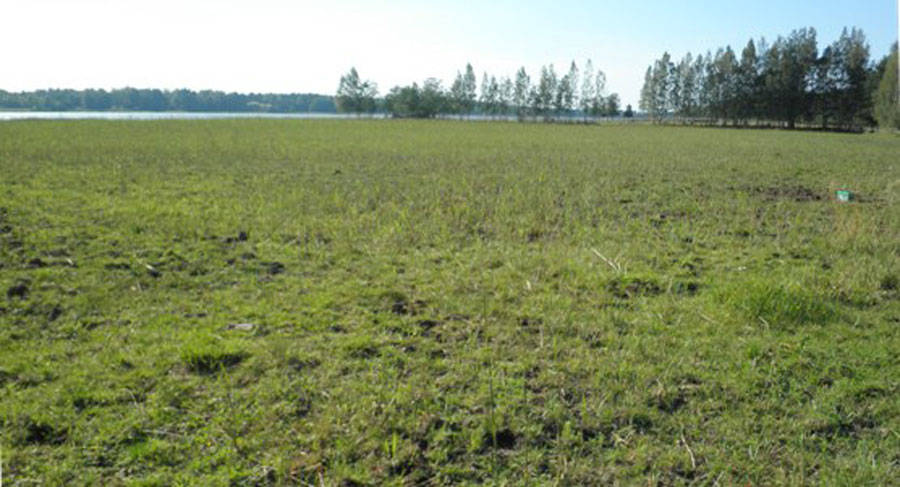 Ylämaankarja aloitti kohteen laiduntamisen heti seuraavana keväänä ja jo ensimmäisen laidunkauden jälkeen alue oli kauttaaltaan matalakasvuinen ja avoin veteen asti.