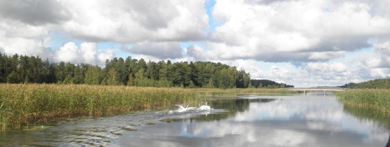 Maisemakuva ranta-alueesta, jossa kasvaa järviruokoa.