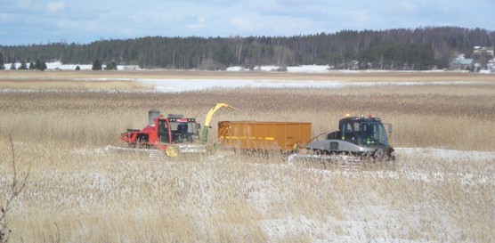 Telaketjuin vaustetut korjuukoneet mahdollistavat ajon pehmeillä, usein heikosti jäätyvissä ruovikoissa.