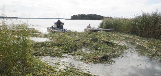 Vedestä niitetyn ruo'on kuljetusta rantaan Truxorilla ja keruuveneellä.