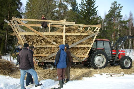 Talvella leikatun ruo'on kuljetusta traktorilla ja korkeaksi laidoitetulla peräkärryllä.