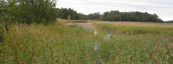 Kuvituskuva rantaruovikosta