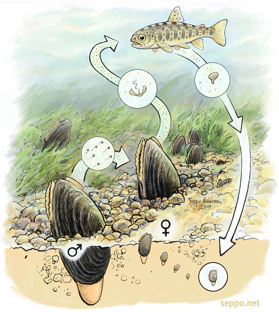 Jokihelmsimpukan elinkierto on haastava. Raakku tarvitsee taimenen tai lohen isäntäkalakseen.