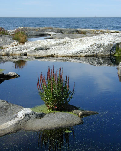 Strandblomma och havslandskap.