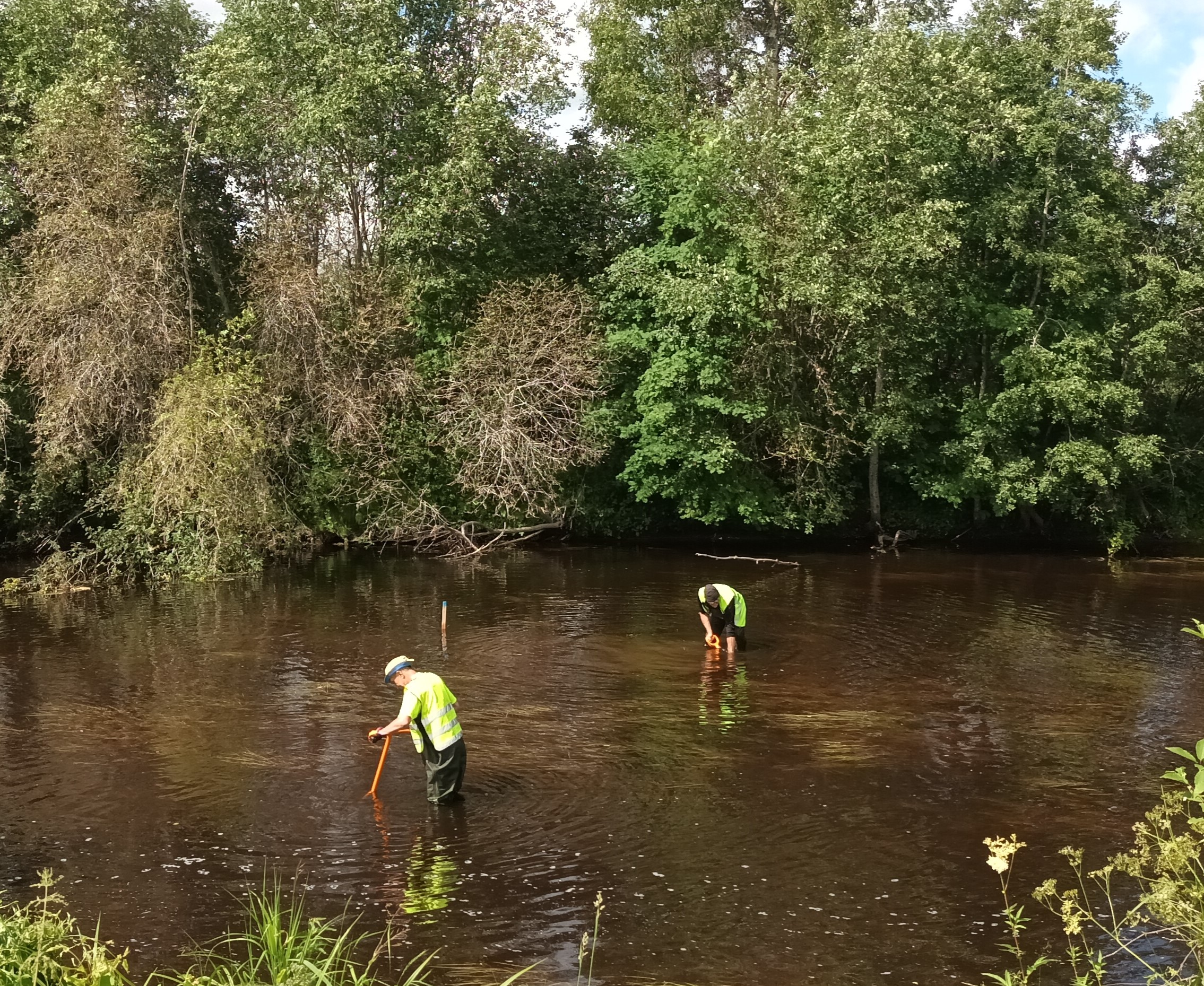 Kaksi henkilöä seisovat joessa ja tekevät kunnostustoimia "hartijoki-menetelmällä", jossa joen pohjaa ns. möyhennetään lapion tapaisilla välineillä..