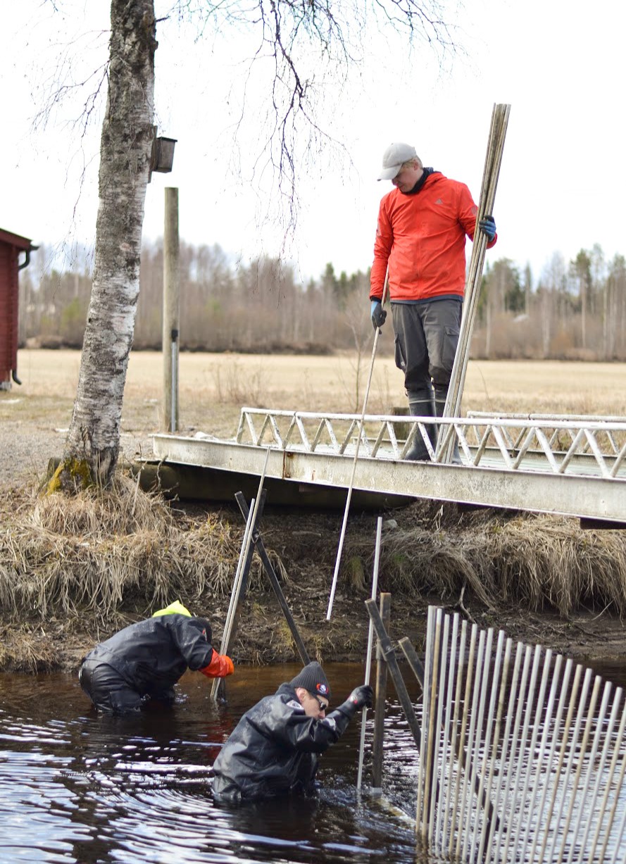 Kolme ihmistä asentamassa laskuria jokiveteen, jolla seurataan meritaimenten nousua jokeen. 