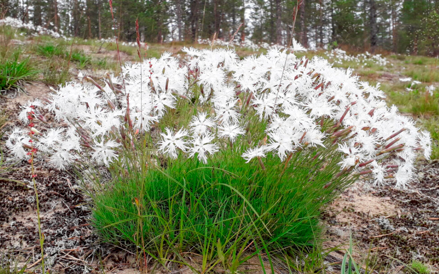 Kuvassa hietaneilikkatupas hiekkaisessa rinteessä.