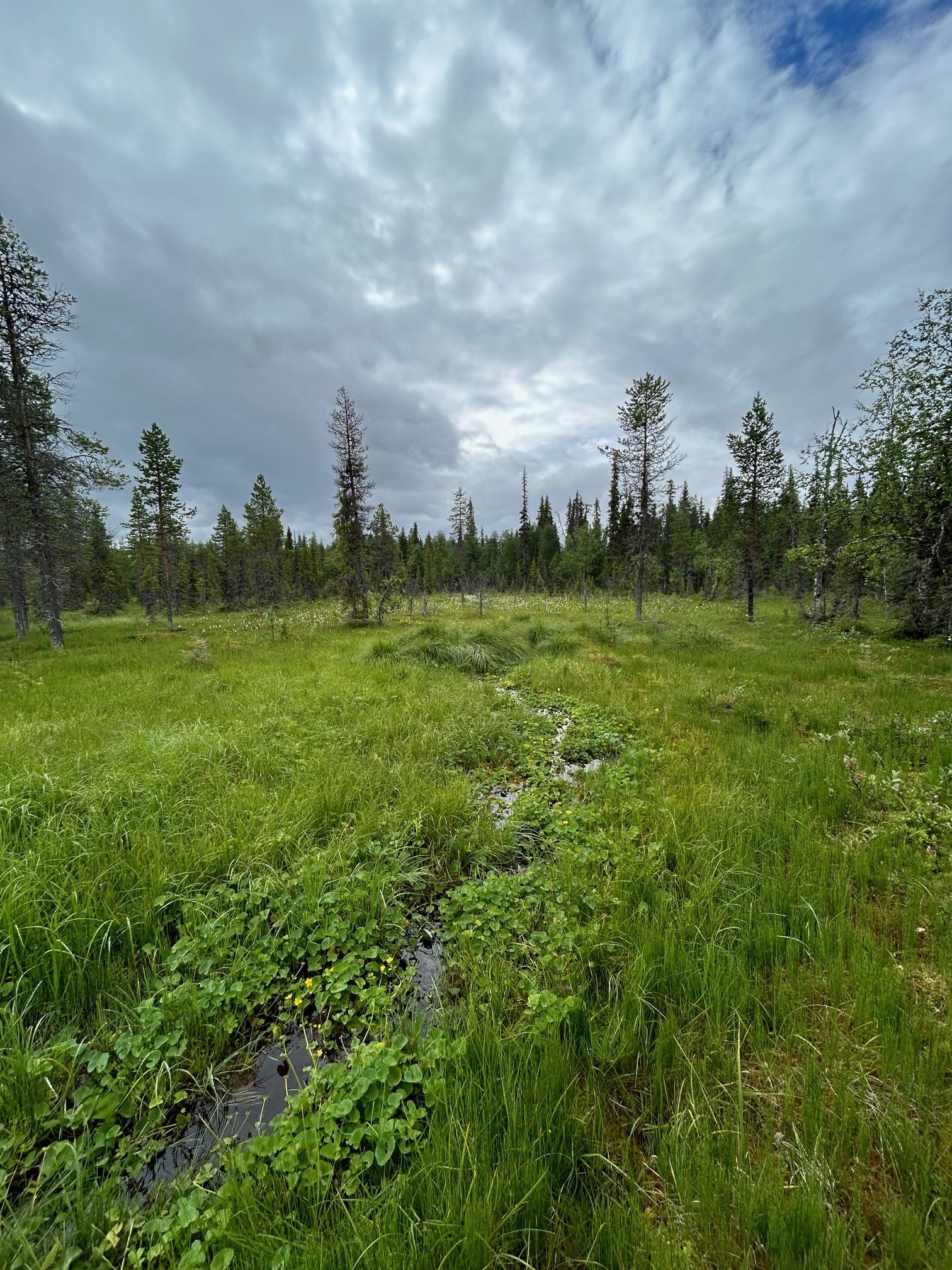 Huurresammallähde kesällä, taustalla lettovillaa.