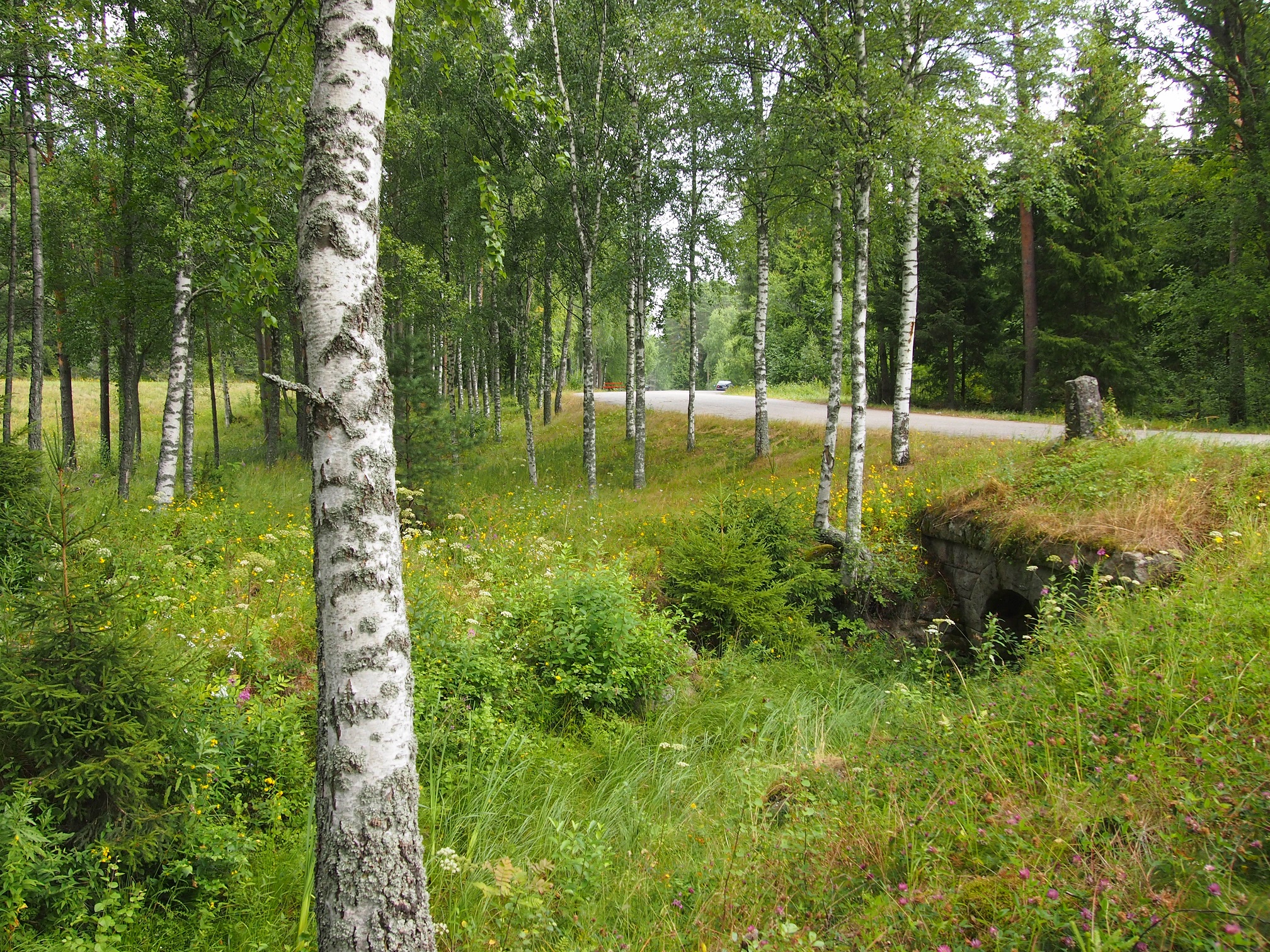 Koivumetsä.