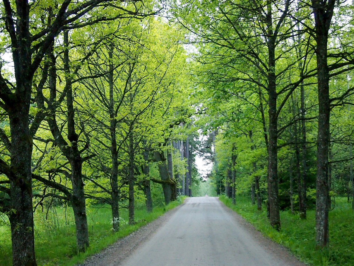 Tammia tien varrella.