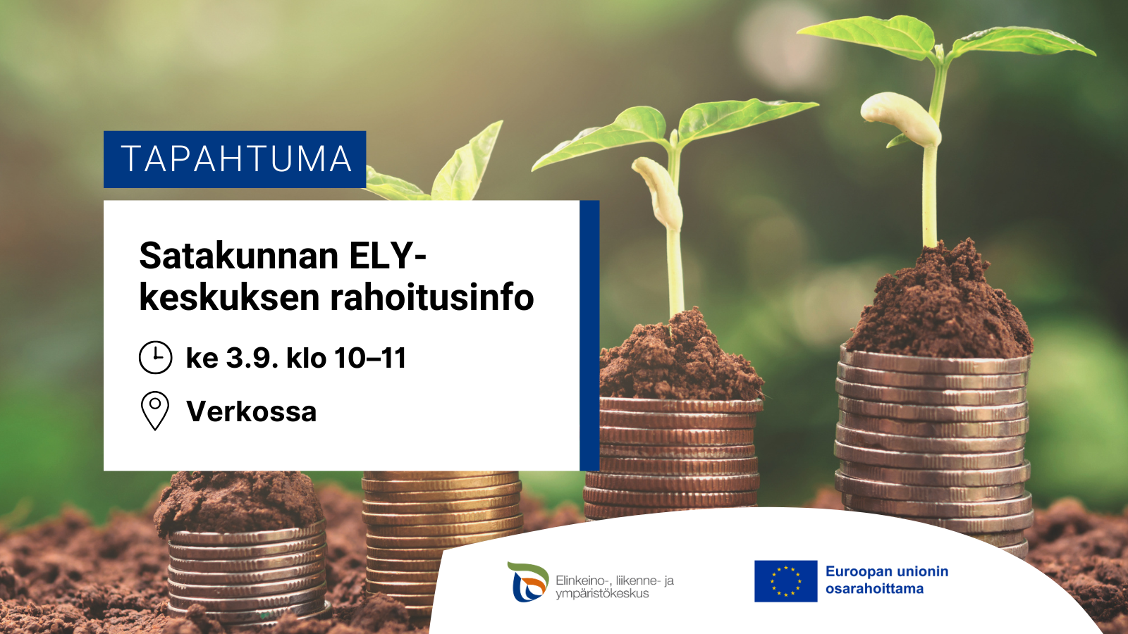 Korkeammiksi kasvavia kolikkopinoja mullassa. Pinojen päältä äitää taimia. 
