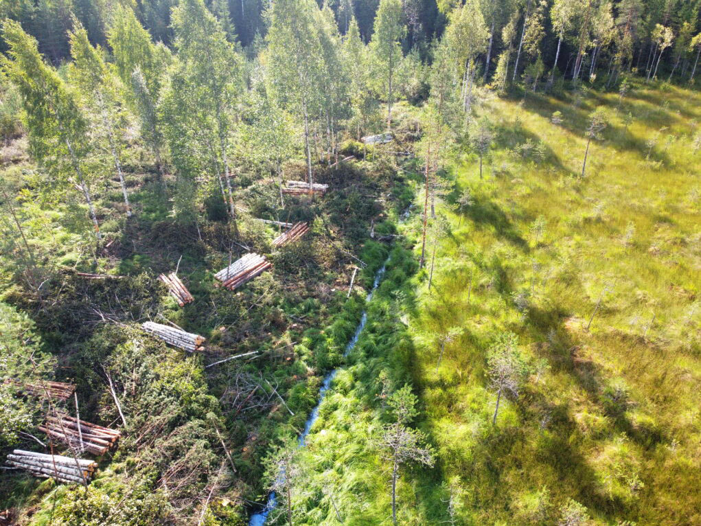 viherärtävä suo jonka keskellä kapea joki