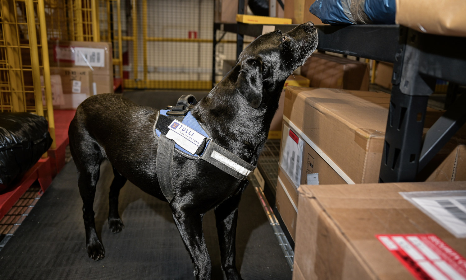 Kuvassa on koira, joka haistelee paketteja.