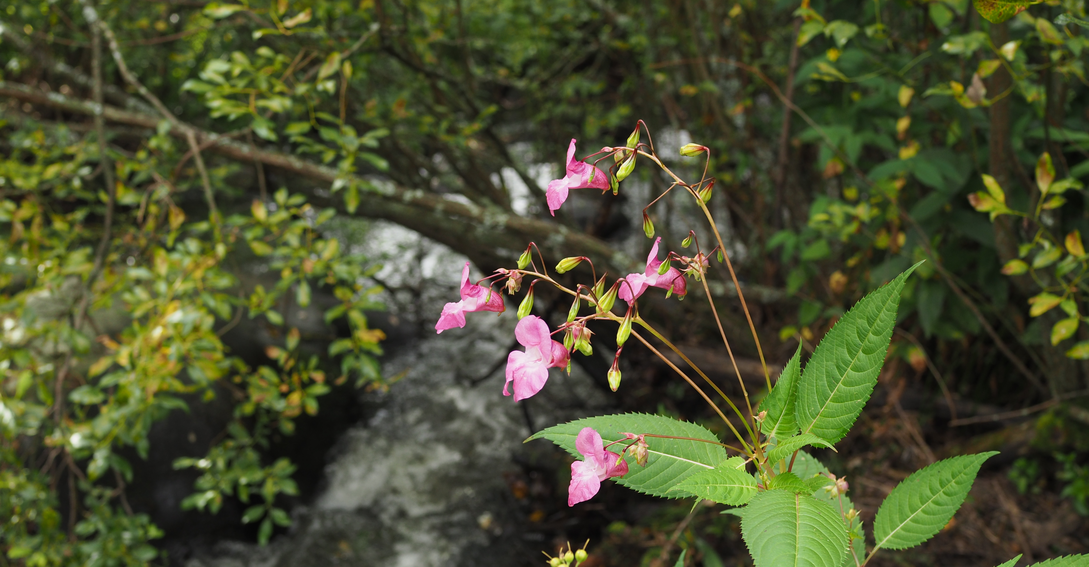 Jättipalsami on haitallinen vieraslaji. Se leviää tehokkaasti virtavesien varsilla.