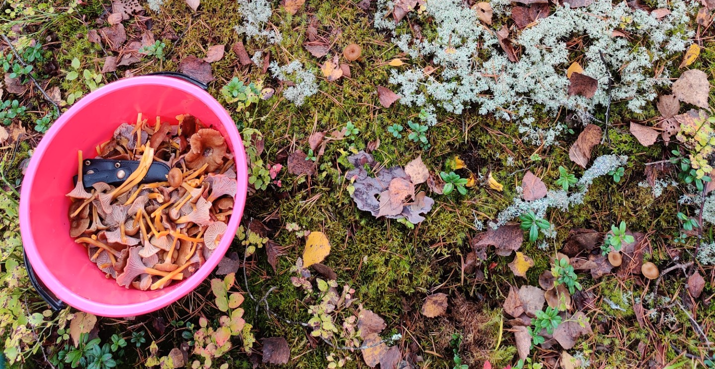 Kuvassa on ämpärillinen suppilovahveroita.